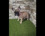 Francuski buldog,žensko štene   